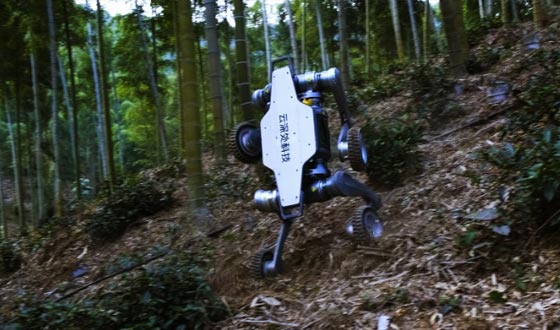 v7777威尼斯山猫